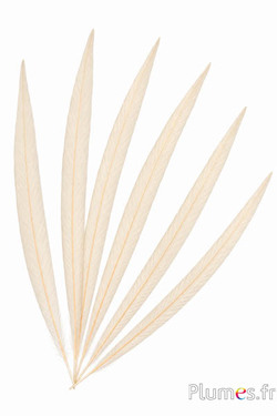 Goldfasan - 20-35 cm - creme